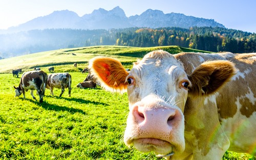 Cows in the field